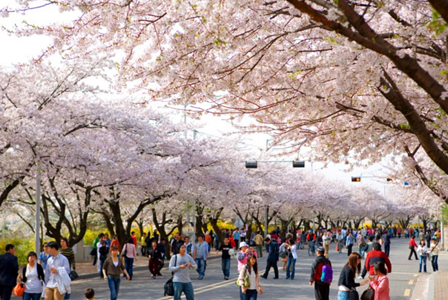 ▲ 벚꽃축제 기간의 여의도 윤중로 / 출처: 한국학중앙연구원