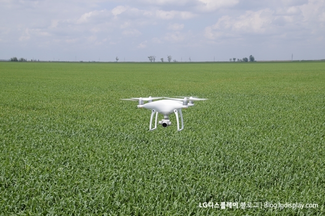 Flying white quadrocopters over a field of wheat. Flying gadget for video.