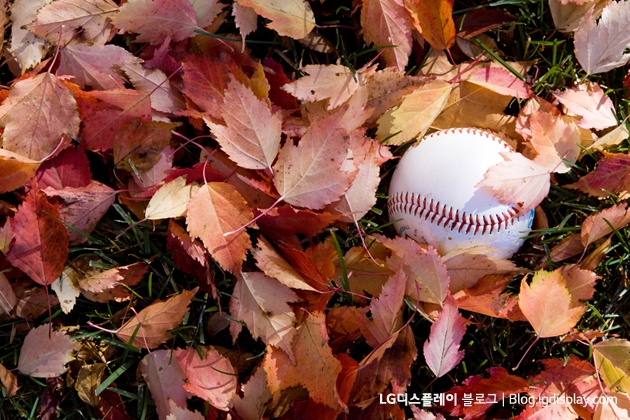 Baseball on fall leaves